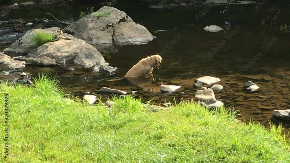 Golden Retriever sitting in stream watching fish Golden Retriever sitting in stream watching fish