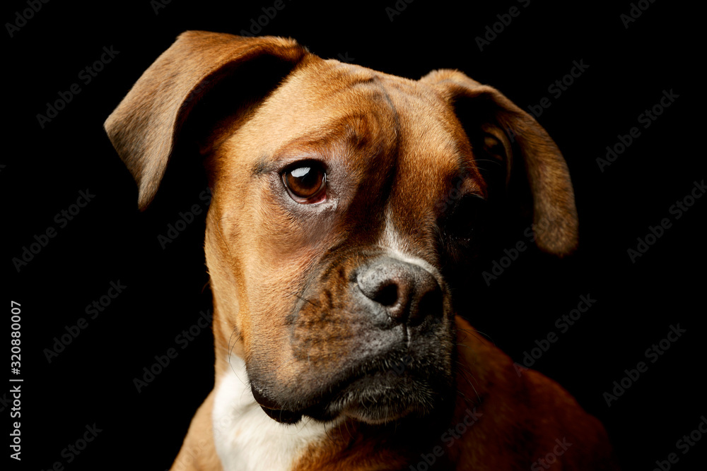 Obraz premium Portrait of an adorable boxer puppy