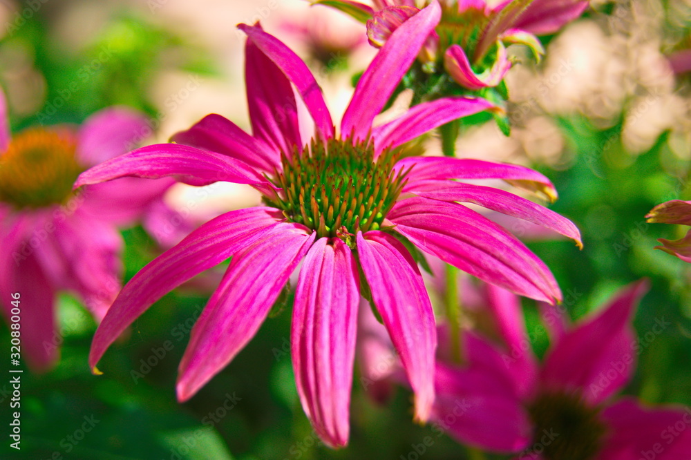 Obraz premium Pink FLower