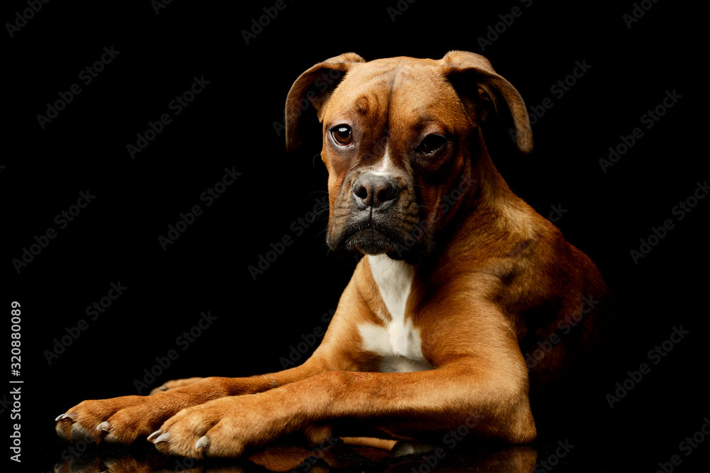 Obraz premium Studio shot of an adorable boxer puppy