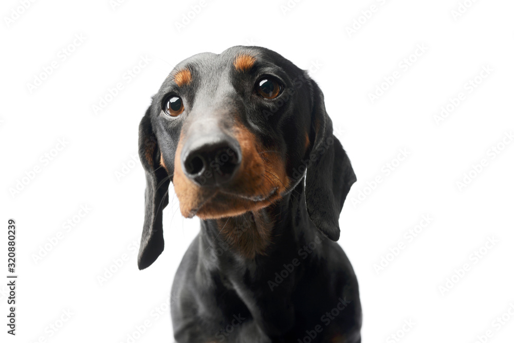 Portrait of a lovely Dachshund Portrait of a lovely Dachshund