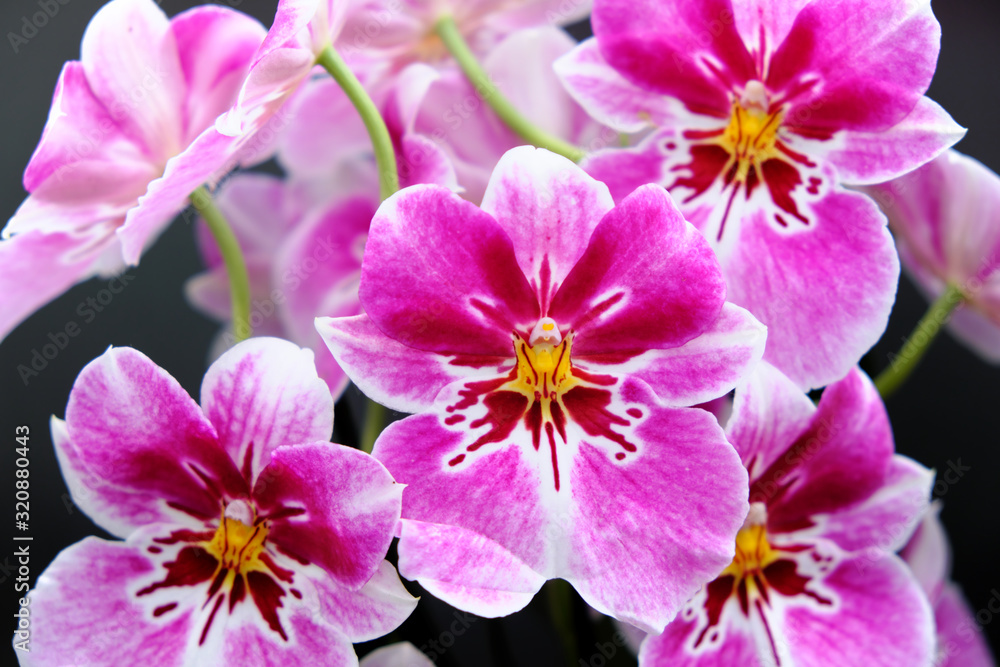 Miltonia orchid (2019) Miltonia orchid (2019)