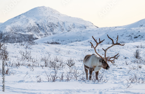 Reindeer in Norway © Alessandro Persiani