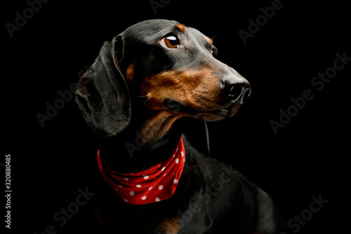 Portrait of a lovely Dachshund © kisscsanad