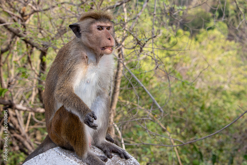 Toque macaque at Dambulla Temple © CharnwoodPhoto