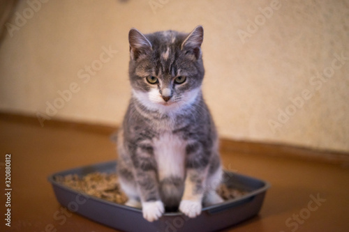 Kitten in toilet tray box with absorbent litter, side view.