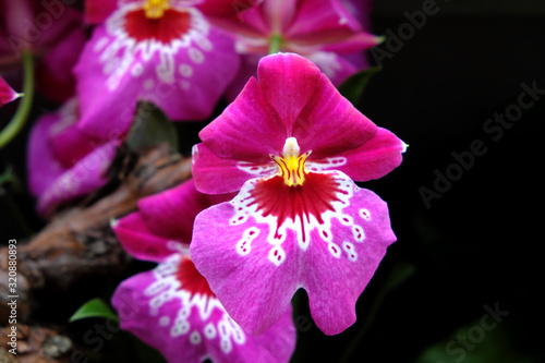 Miltonia orchid (2019)