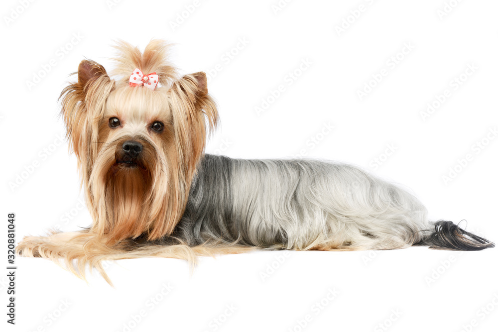 Studio shot of an adorable Yorkshire Terrier yorkie Studio shot of an adorable Yorkshire Terrier yorkie
