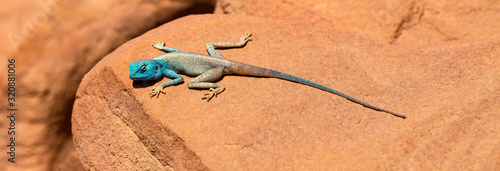 The Sinai agama (Pseudotrapelus sinaitus, formerly Agama sinaita) is an agamid lizard found in arid areas of southeastern Libya, Egypt.