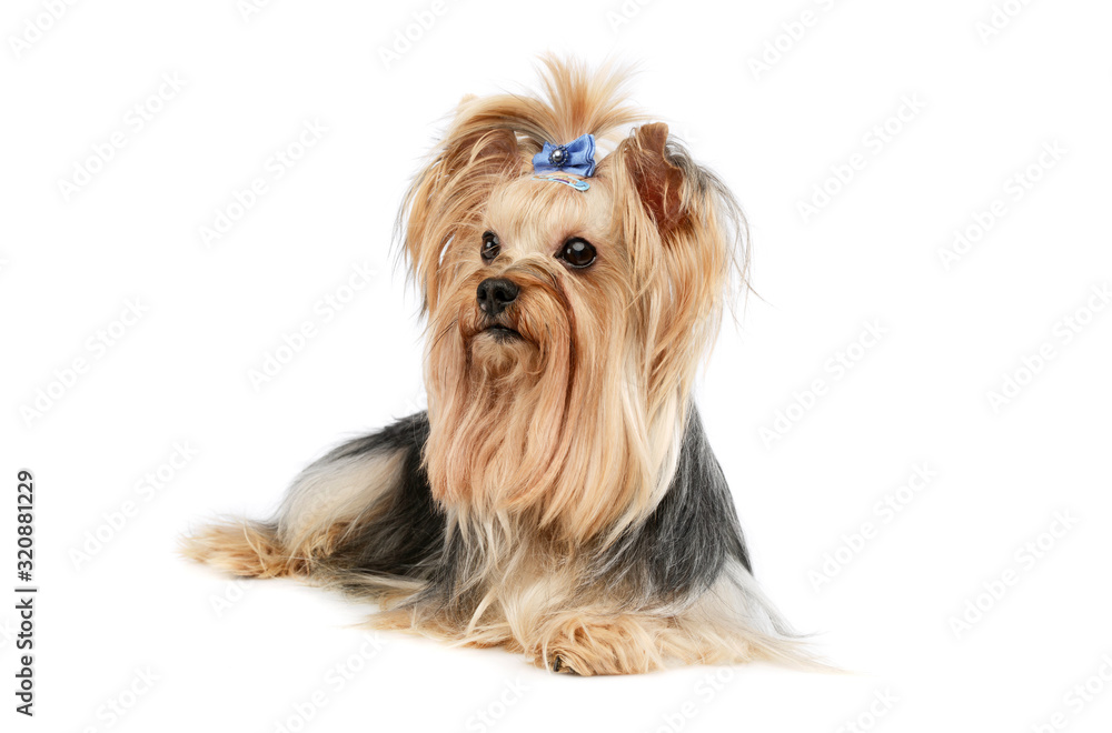 Studio shot of an adorable Yorkshire Terrier yorkie Studio shot of an adorable Yorkshire Terrier yorkie
