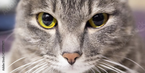 Obraz na plátně Close up handsome grey tabby british shorthair cat is looking at lens with yello