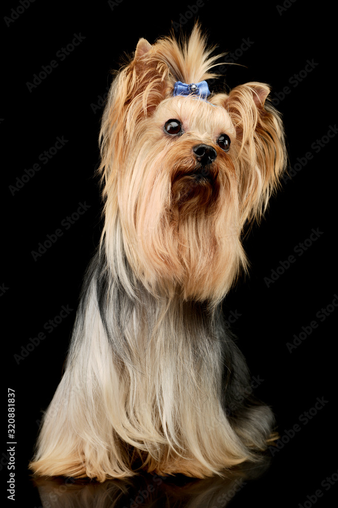 Studio shot of an adorable Yorkshire Terrier yorkie