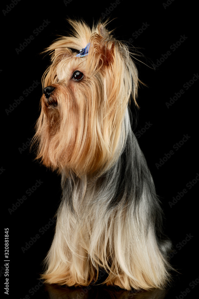 Studio shot of an adorable Yorkshire Terrier yorkie Studio shot of an adorable Yorkshire Terrier yorkie