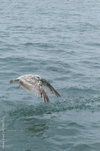 Herring gull feeding I the North Sea © Sue