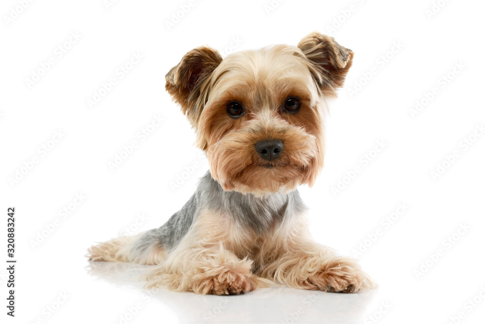 Studio shot of an adorable Yorkshire Terrier Studio shot of an adorable Yorkshire Terrier