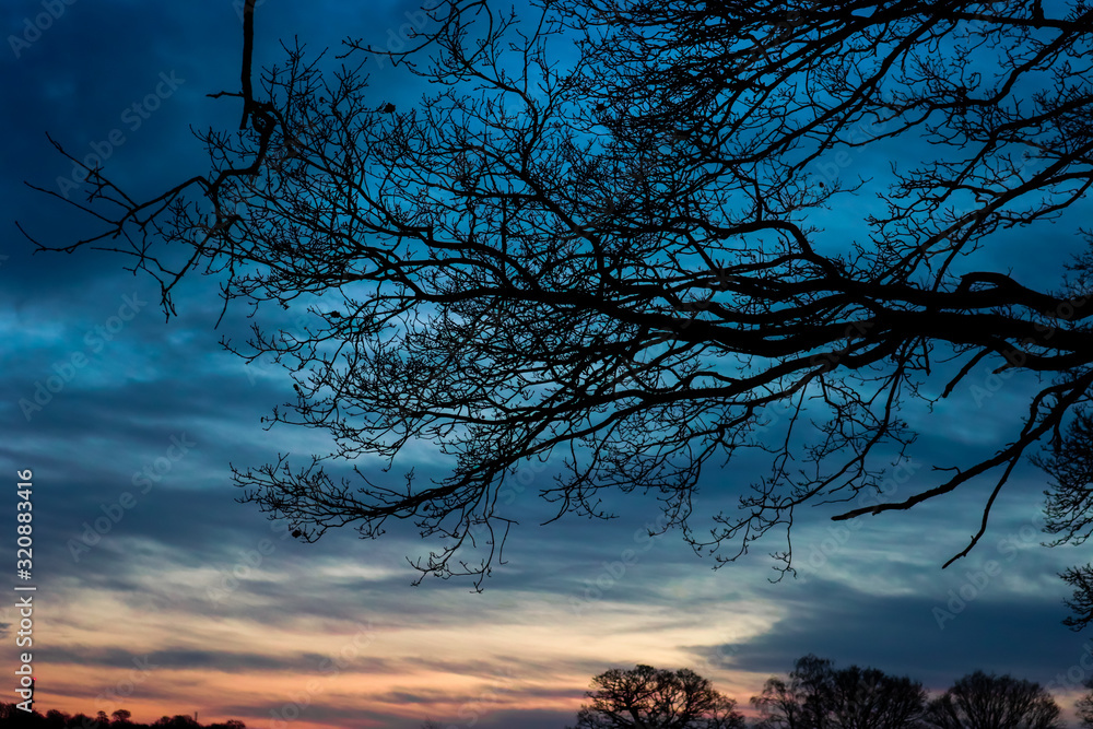 Tree branches with blue sky at sunset Tree branches with blue sky at sunset