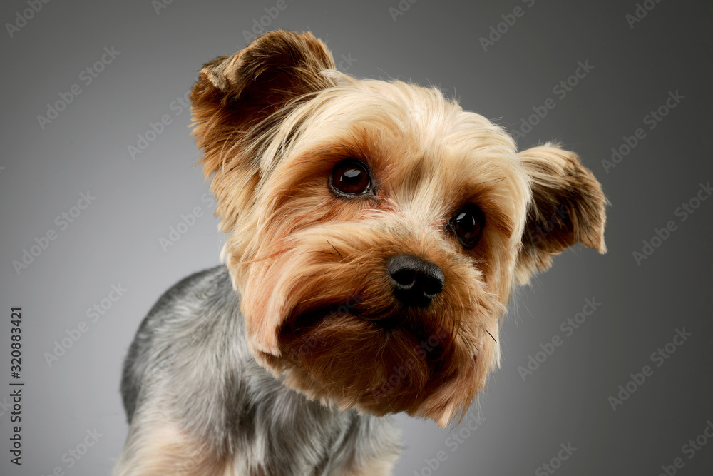 Portrait of an adorable Yorkshire Terrier