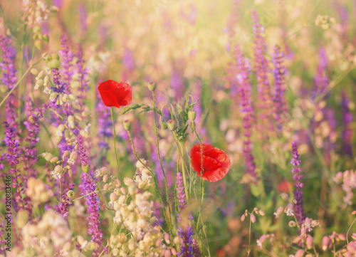 Beautiful wildflowers on a summer sunny day. Poppies and Lupins. Summer background