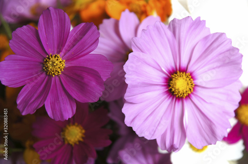 The portrait of still life close up of Cosmos