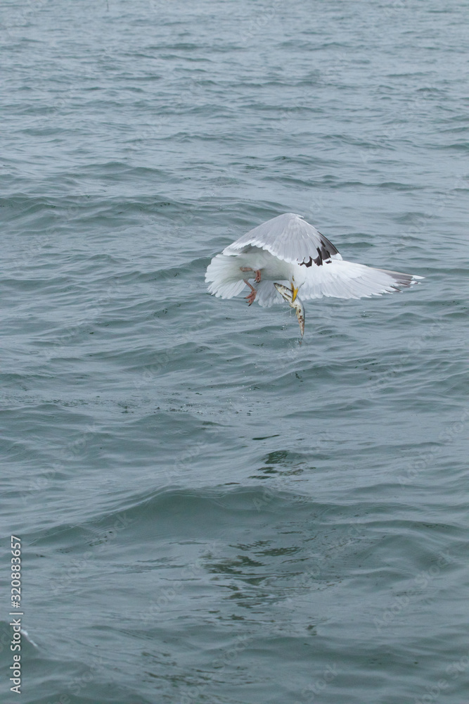 Fototapeta premium Herring gull feeding I the North Sea