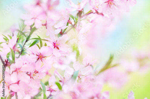 Spring blossom/springtime cherry bloom, bokeh flower background, pastel and soft floral card, selective focus, shallow DOF, toned
