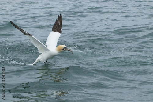 Gannets feeding I the North Sea