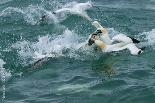 Gannets feeding I the North Sea