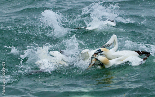 Gannets feeding I the North Sea