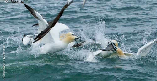 Gannets feeding I the North Sea