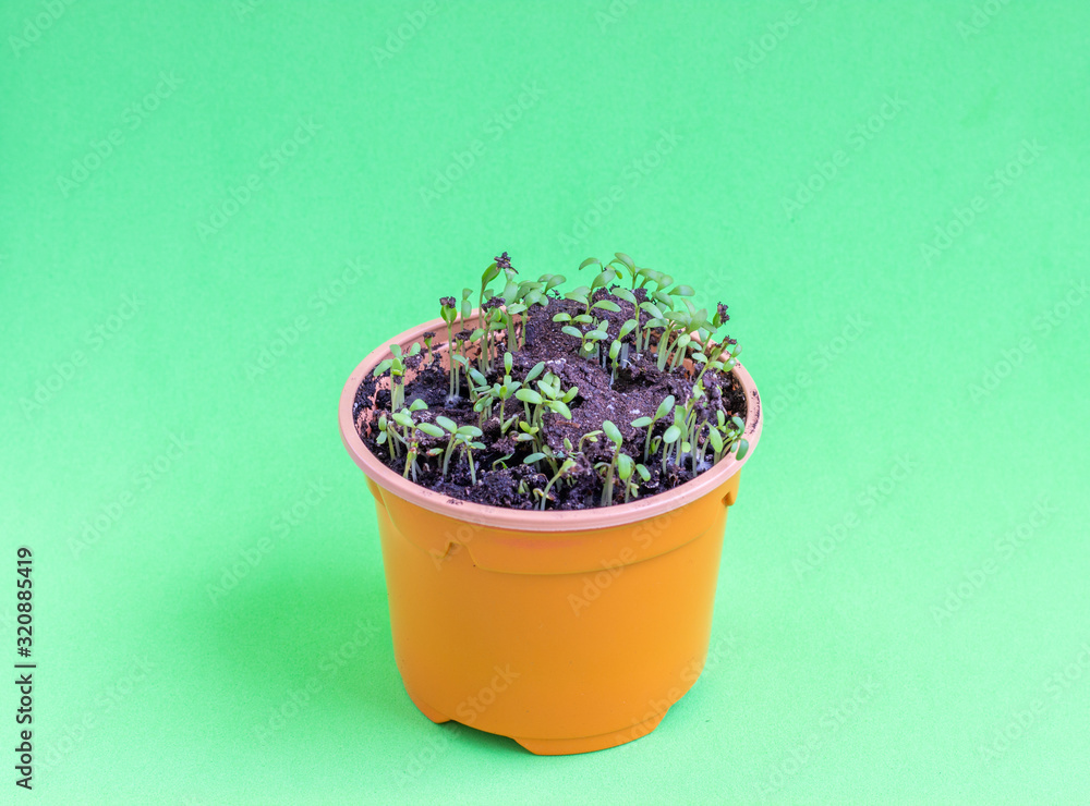 Seedling in a plastic pot with earth. Plants grow from seed at home. Vitamin green on the windowsill.. Seedling in a plastic pot with earth. Plants grow from seed at home. Vitamin green on the windowsill..