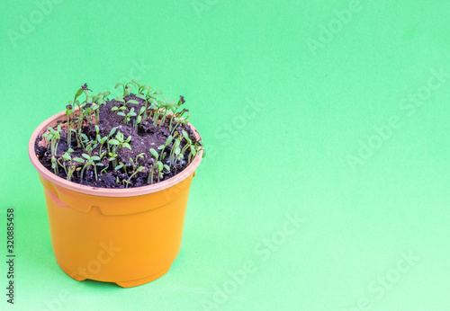 Seedling in a plastic pot with earth. Plants grow from seed at home. Vitamin green on the windowsill..