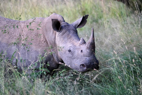 Rhino © Phillip