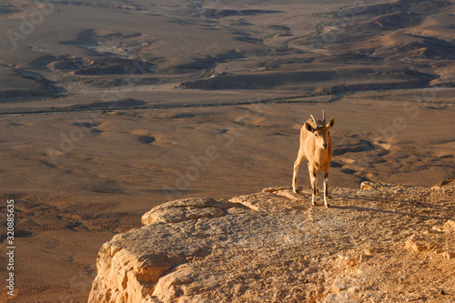 A beautiful graceful animal, the Nubian mountain goat with huge curled horns, is found in Israel. Goat cub