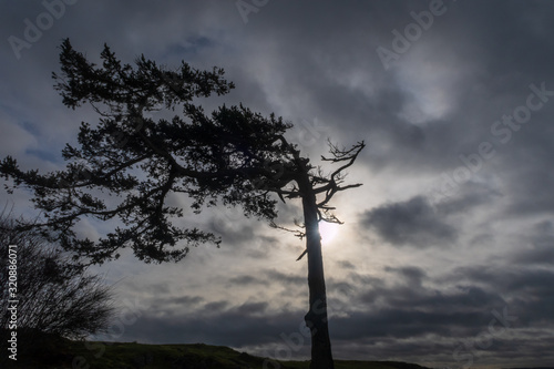 Canvas Print Landscape of a single tree against clouds at Rosario Head in Anacortes, Washingt