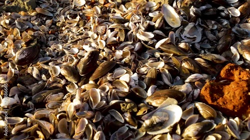 Panning shot of many dead mussels shells. Natural catstrophe, climate change photo