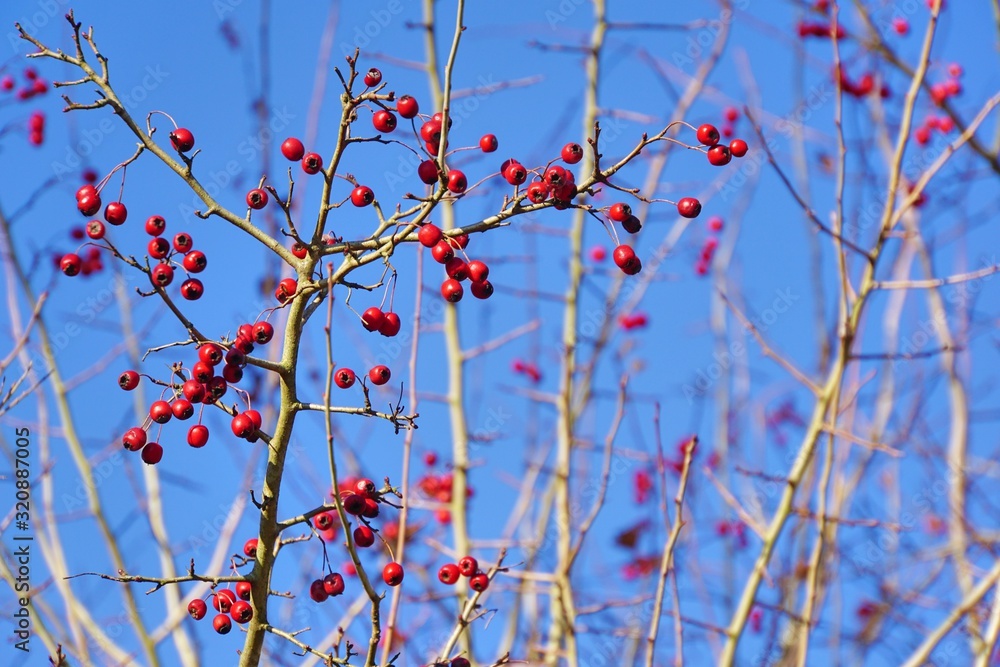 weisses gehölz mit roten Beeren im Winter weisses gehölz mit roten Beeren im Winter