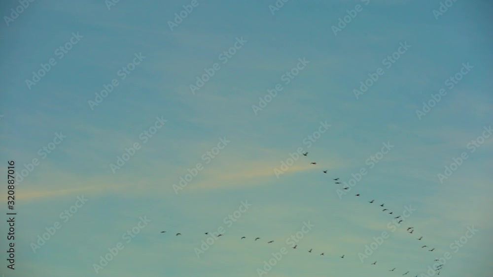 Birds flying in a V formation on a bright sunny evening