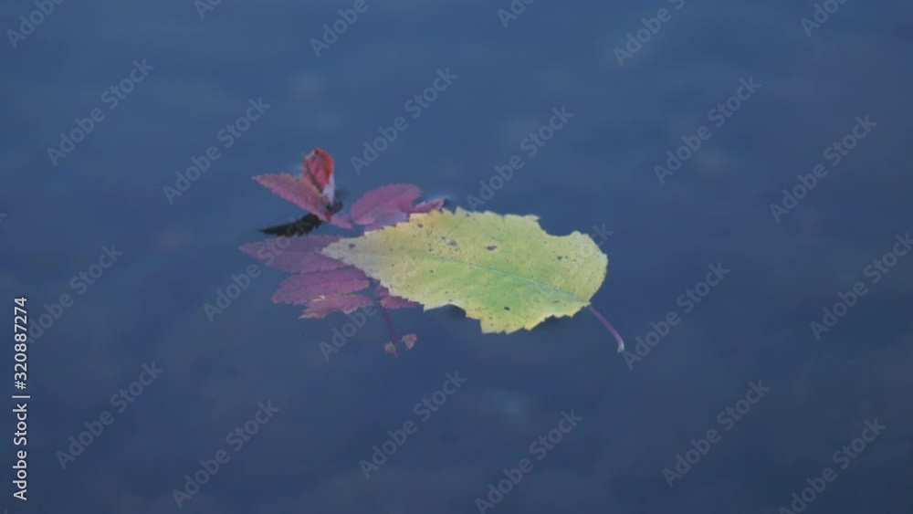 Leaves floating on water. Static shot Leaves floating on water. Static shot