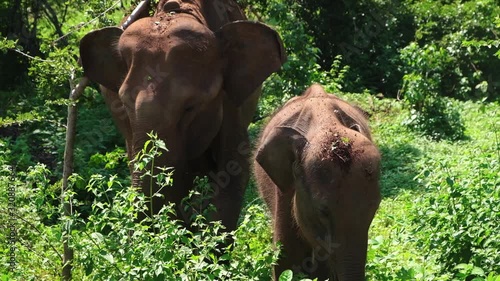 Close view of the female Sri Lankan elephant with her calf. photo