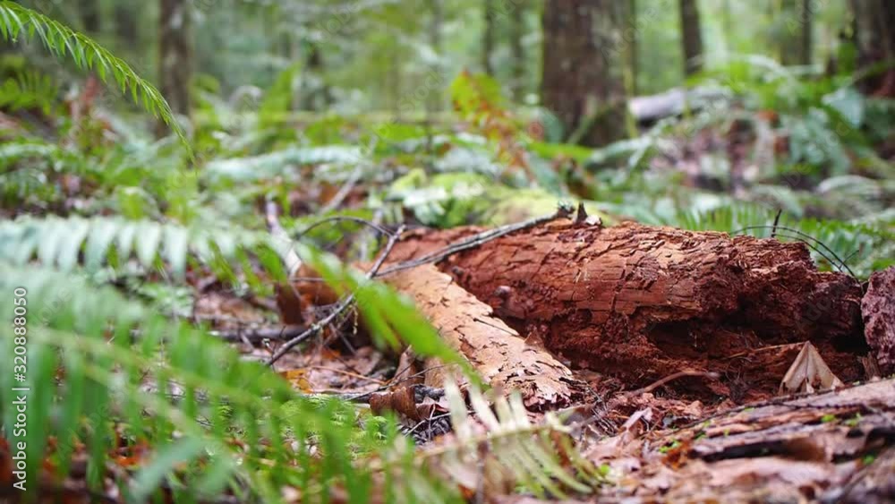 Close up of leg and boots walking past a log in a forest in British Columbia Canada. Close up of leg and boots walking past a log in a forest in British Columbia Canada.