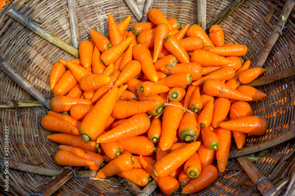 Fresh and washed organic harvested carrots in bamboo bucket. Food background. Near Savar District at Dhaka, Bangladesh. Fresh and washed organic harvested carrots in bamboo bucket. Food background. Near Savar District at Dhaka, Bangladesh.
