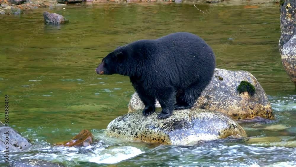 Huge amazing bear standing still, trying to catch a fish Huge amazing bear standing still, trying to catch a fish