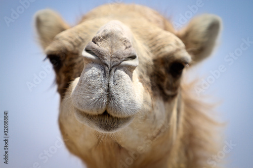 portrait of a camel 