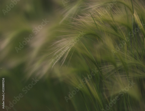 green grass background