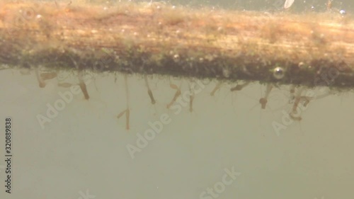 Underwater macro shot of freshwater hydra photo
