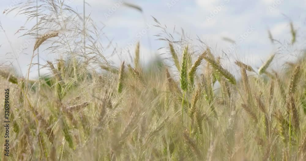 Slow motion golden yellow wheat harvest blowing in scenic countryside agricultural field. Slow motion golden yellow wheat harvest blowing in scenic countryside agricultural field.