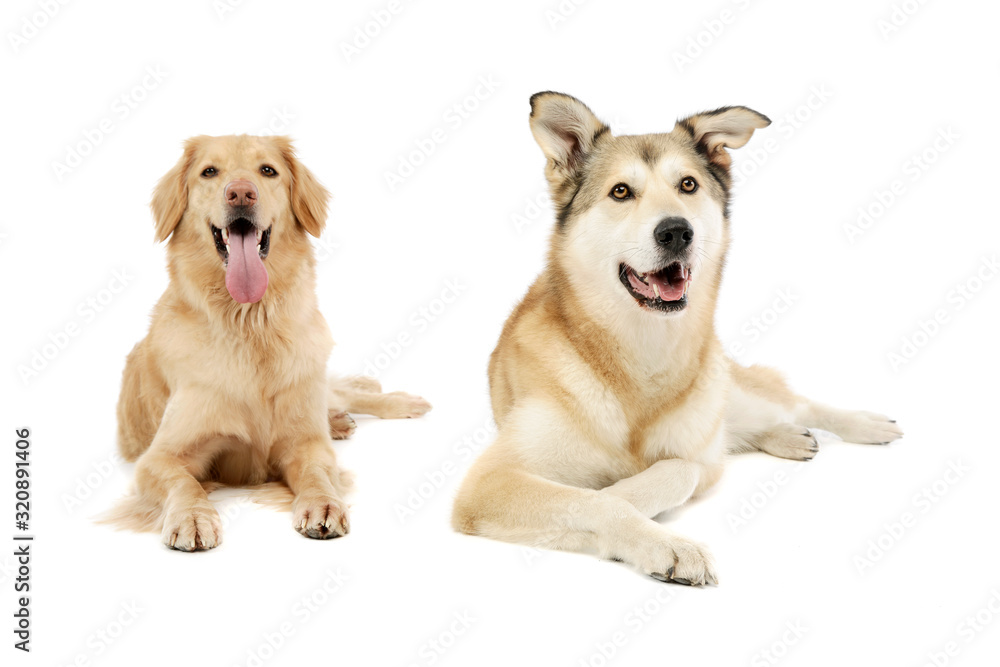 Studio shot of adorable Golden retriever and a mixed breed dog