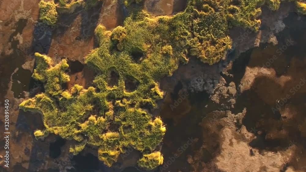 Mesopotamian Marshes, habitat of Marsh Arabs aka Madans near Basra Iraq