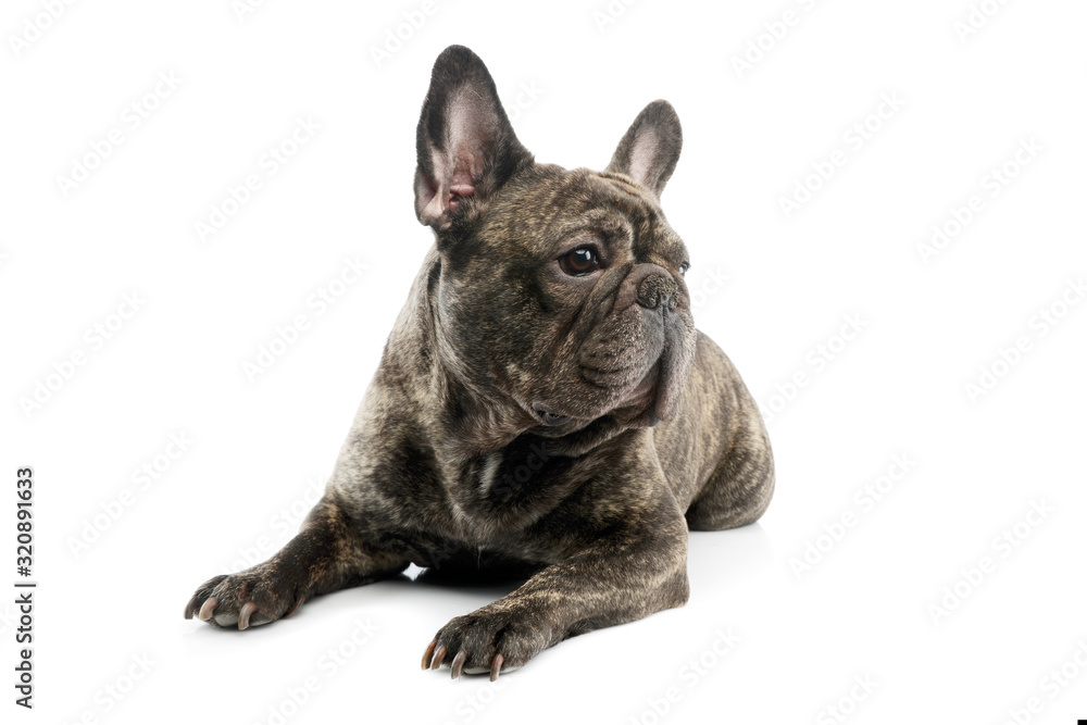 Studio shot of a beautiful French Bulldog Studio shot of a beautiful French Bulldog