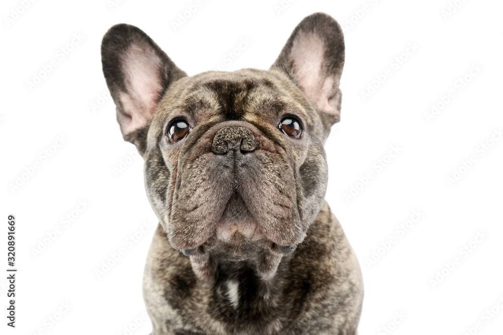 Portrait of a beautiful French Bulldog
